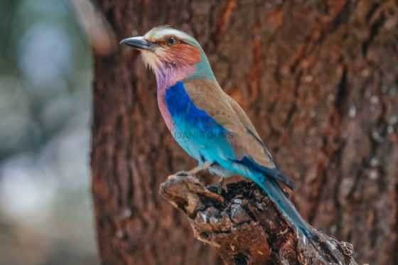 The lilac-breasted roller is one of Tanzania’s most colorful birds. From an elevated perch, it watches for insects and small reptiles before launching into quick aerial maneuvers to capture its prey. The lilac-breasted roller is one of Tanzania’s most colorful birds. From an elevated perch, it watches for insects and small reptiles before launching into quick aerial maneuvers to capture its prey.