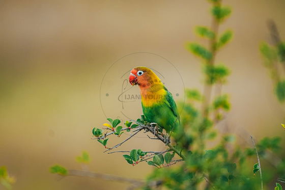 Lovebirds are small, highly social parrots known for their strong pair bonds and affectionate behavior. Often seen feeding, preening, and moving together, these colorful birds bring lively energy to Tanzania’s woodlands and savannas. Lovebirds are small, highly social parrots known for their strong pair bonds and affectionate behavior. Often seen feeding, preening, and moving together, these colorful birds bring lively energy to Tanzania’s woodlands and savannas.