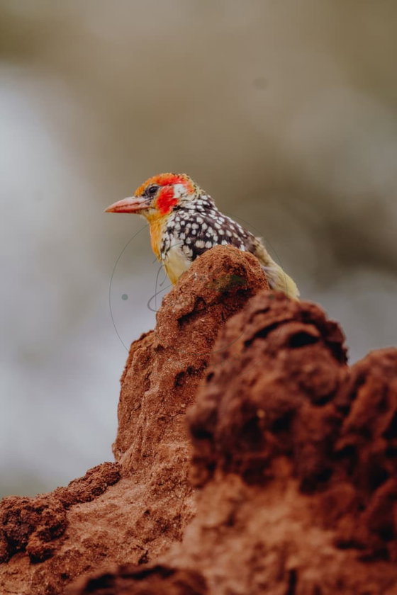 The Red-and-Yellow Barbet brings striking color to Tanzania’s woodlands and savannahs. Its vivid plumage and distinctive call make it a memorable bird to encounter, and its diet includes fruits and small insects.