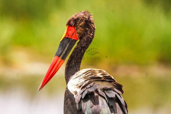 The saddle-billed stork is one of Africa’s tallest and most distinctive wading birds. Its long legs and powerful bill help it hunt fish, frogs, and other aquatic prey around Tanzania’s wetlands and shallow waters. The saddle-billed stork is one of Africa’s tallest and most distinctive wading birds. Its long legs and powerful bill help it hunt fish, frogs, and other aquatic prey around Tanzania’s wetlands and shallow waters.