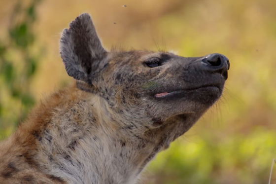 The spotted hyena is an intelligent, social predator that lives in complex clans. Its powerful jaws allow it to process bones and other parts of carcasses, making it an important predator, scavenger, and nutrient recycler in Tanzania’s ecosystems. The spotted hyena is an intelligent, social predator that lives in complex clans. Its powerful jaws allow it to process bones and other parts of carcasses, making it an important predator, scavenger, and nutrient recycler in Tanzania’s ecosystems.