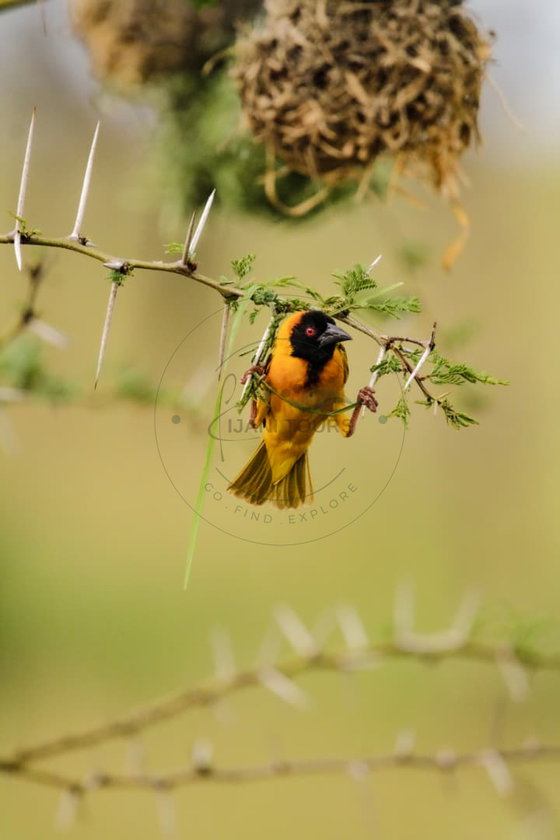 Weaver birds are remarkable architects of Tanzania’s savannahs. Using grass and plant fibers, they weave intricate hanging nests, often building colonies near water. Their carefully constructed nests protect eggs and chicks while showcasing one of nature’s finest examples of bird craftsmanship.