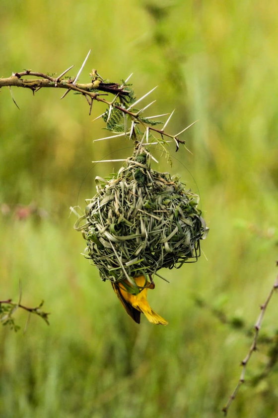 Weaver birds are among Tanzania’s most skilled nest builders. The male carefully knots grass and plant fibers into a hanging nest, sometimes rebuilding it repeatedly until a female accepts his work. Their colonies create lively activity across the savannah.