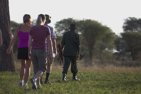 The best way to understand a landscape is sometimes to walk through it. Tanzania walking safaris reveal tracks, plants, birds, wildlife signs, and changing habitats that are easily missed from a vehicle. The experience brings travelers closer to the ecological details of the wilderness.