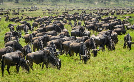 8-Days Wildebeest Calving Safari with Kijani Tours