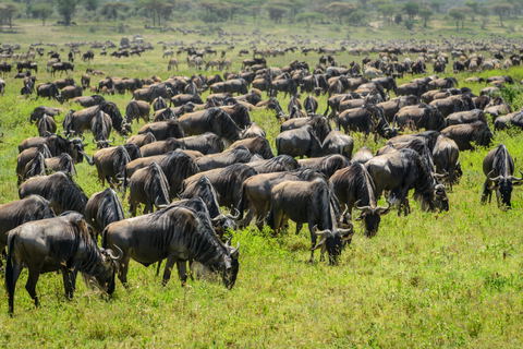 Wildebeest Migration in Tanzania