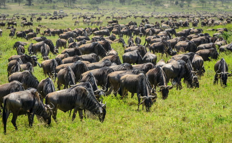 Wildebeest Migration in Tanzania Wildebeest Migration in Tanzania
