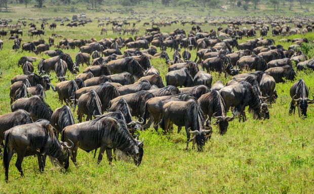 Wildebeest Migration in Tanzania