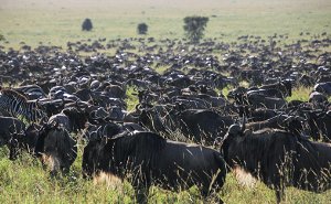 Witness the Miracle of Wildebeest Calving in Tanzania