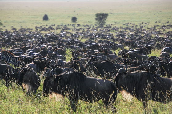 The migration never moves quietly. Thousands of wildebeest cross the Serengeti in search of fresh grazing, creating one of Tanzania’s most remarkable wildlife spectacles. A Serengeti safari offers a front-row view of this seasonal movement across one of Africa’s greatest ecosystems. The migration never moves quietly. Thousands of wildebeest cross the Serengeti in search of fresh grazing, creating one of Tanzania’s most remarkable wildlife spectacles. A Serengeti safari offers a front-row view of this seasonal movement across one of Africa’s greatest ecosystems.