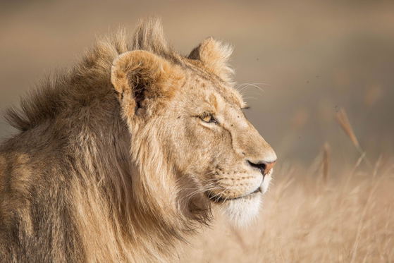 Young male lions live through a fascinating transition. As they mature, they gradually develop the mane that signals adulthood, while learning the skills needed to hunt, compete and eventually establish their own territory. Their journey from playful cub to independent male is a crucial part of lion society. Young male lions live through a fascinating transition. As they mature, they gradually develop the mane that signals adulthood, while learning the skills needed to hunt, compete and eventually establish their own territory. Their journey from playful cub to independent male is a crucial part of lion society.