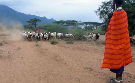 Budget Camping Safari: Affordable Wilderness Adventures in Tanzania