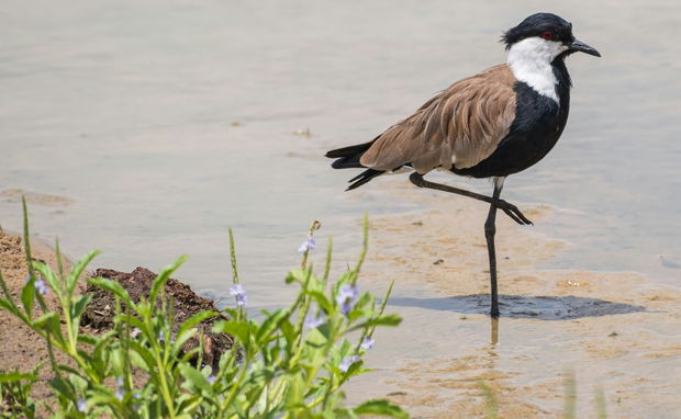 "Capture Tanzania's Wild Beauty: Ultimate Photo Safari Adventure"