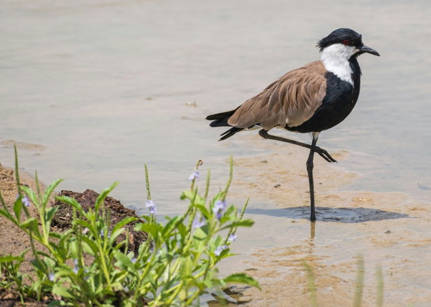 "Capture Tanzania's Wild Beauty: Ultimate Photo Safari Adventure"