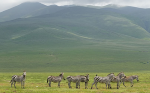 Tanzania special interests tour focused on wildlife photography.