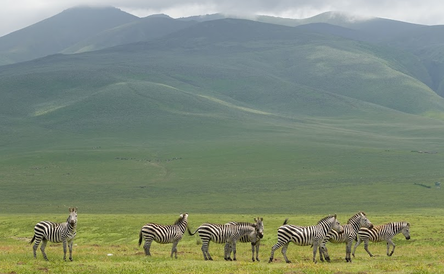 9 Days Across Ngorongoro Crater, the Serengeti, and Ruaha