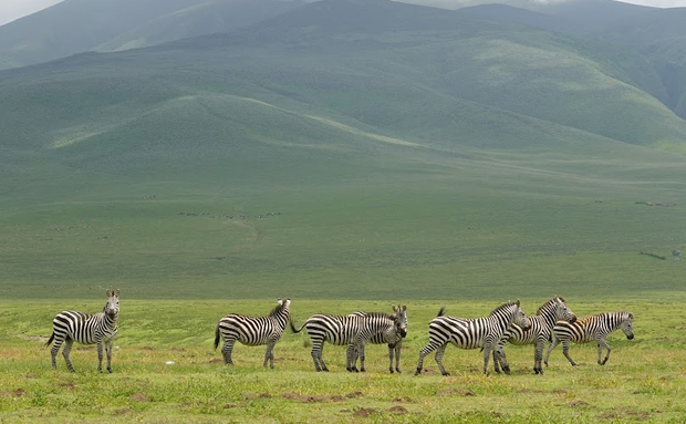 Photography safari in Tanzania with Kijani Tours