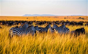 14 days Photographic Safari in Tanzania