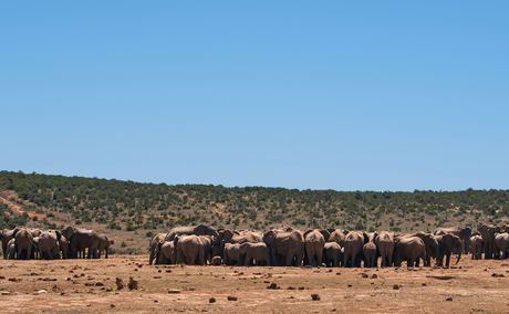 Elephants bunching behavior 