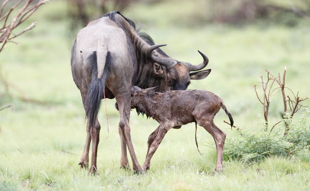 wildebeest migration calving in Serengeti National Park