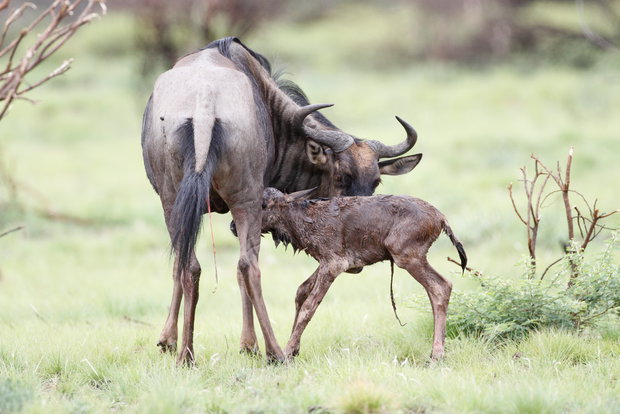 wildebeest migration calving in Serengeti National Park