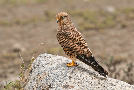 The Great Kestrel is a powerful raptor of Tanzania’s open landscapes, often perching on elevated sites to scan the ground below. Its keen eyesight helps it detect prey from a distance before making a swift, controlled descent. A quiet hunter, it is an important part of the savannah food web. The Great Kestrel is a powerful raptor of Tanzania’s open landscapes, often perching on elevated sites to scan the ground below. Its keen eyesight helps it detect prey from a distance before making a swift, controlled descent. A quiet hunter, it is an important part of the savannah food web.