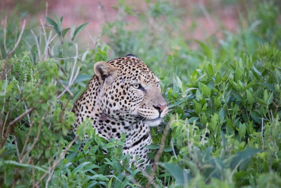 A leopard’s hunt is built on patience. Low to the ground and almost silent, it uses tall grass, bushes and shadows to stay hidden before creeping closer to its prey. One careful step at a time, the stalk becomes a lesson in stealth, timing and survival. A leopard’s hunt is built on patience. Low to the ground and almost silent, it uses tall grass, bushes and shadows to stay hidden before creeping closer to its prey. One careful step at a time, the stalk becomes a lesson in stealth, timing and survival.