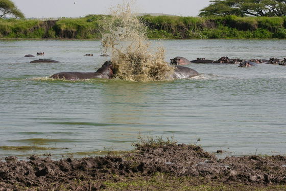 A male hippopotamus splashing in the water is a powerful display of strength and territorial behavior. Hippos spend much of the day submerged to stay cool, while loud grunts, splashes, and open-mouth displays help communicate dominance within the group. A male hippopotamus splashing in the water is a powerful display of strength and territorial behavior. Hippos spend much of the day submerged to stay cool, while loud grunts, splashes, and open-mouth displays help communicate dominance within the group.