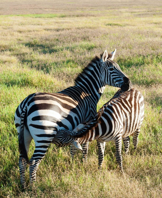 Zebras additionally rely on their strong memory and wider travel range to locate water sources and safe corridors, indirectly helping guide the broader migration flow. Wildebeest, in turn, contribute massive numbers and momentum, increasing herd protection.