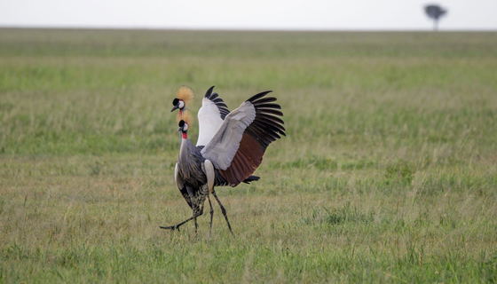 The Grey Crowned Crane makes a striking impression on Ngorongoro’s grasslands with its golden crown, elegant neck, and tall stance. Often seen moving through open areas in pairs or small groups, it is one of Tanzania’s most distinctive birds. The Grey Crowned Crane makes a striking impression on Ngorongoro’s grasslands with its golden crown, elegant neck, and tall stance. Often seen moving through open areas in pairs or small groups, it is one of Tanzania’s most distinctive birds.