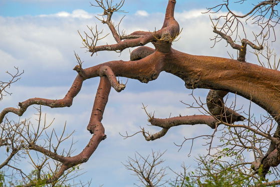 Tarangire’s iconic baobabs are living landmarks of the park. Their massive trunks store water, helping them survive dry seasons while providing food and shelter for wildlife. Look beyond the elephants and discover the trees that define this remarkable landscape. Tarangire’s iconic baobabs are living landmarks of the park. Their massive trunks store water, helping them survive dry seasons while providing food and shelter for wildlife. Look beyond the elephants and discover the trees that define this remarkable landscape.