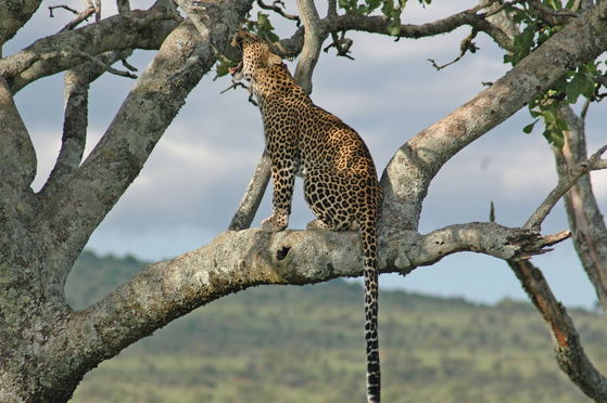 Look up before you drive past. Serengeti leopards often rest in trees, using elevated branches to guard kills and survey the plains. Their elusive behavior makes each leopard encounter on a Tanzania safari especially rewarding. Look up before you drive past. Serengeti leopards often rest in trees, using elevated branches to guard kills and survey the plains. Their elusive behavior makes each leopard encounter on a Tanzania safari especially rewarding.