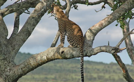 14-Day Northern Tanzania Photographic Safari