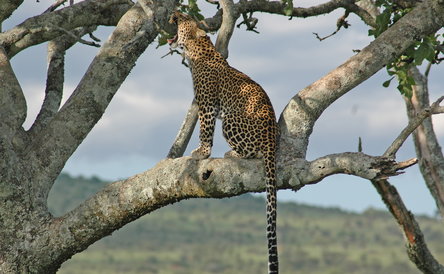 14-Day Northern Tanzania Photographic Safari