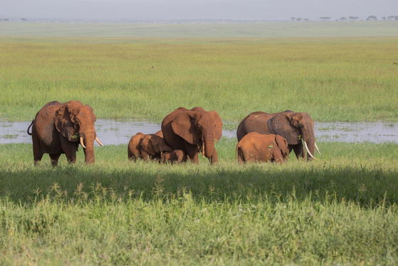 An elephant can spend much of its day feeding, moving slowly across the landscape while pulling grasses, leaves, bark, and branches with its trunk. This constant grazing shapes vegetation and helps elephants play an important role in the ecosystem. An elephant can spend much of its day feeding, moving slowly across the landscape while pulling grasses, leaves, bark, and branches with its trunk. This constant grazing shapes vegetation and helps elephants play an important role in the ecosystem.
