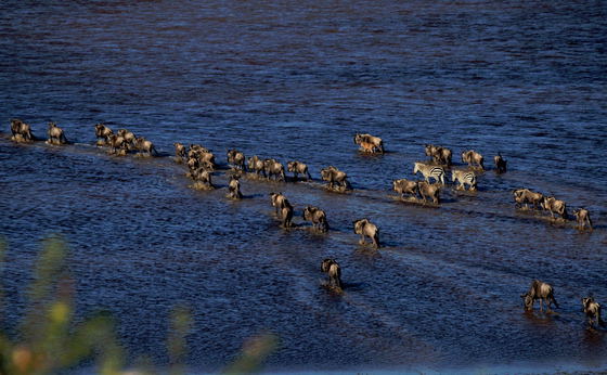Lake Ndutu sits amid the open plains of the Southern Serengeti, where seasonal water draws wildlife and sustains the Great Migration. Its quiet landscape offers a closer look at the rhythms of water, grass and wildlife. Lake Ndutu sits amid the open plains of the Southern Serengeti, where seasonal water draws wildlife and sustains the Great Migration. Its quiet landscape offers a closer look at the rhythms of water, grass and wildlife.