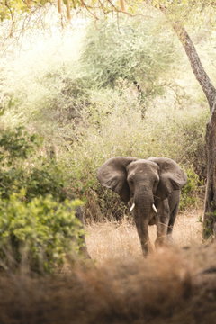 An African elephant in Lake Manyara National Park, Tanzania, feeding among acacia trees in its natural woodland habitat. An African elephant in Lake Manyara National Park, Tanzania, feeding among acacia trees in its natural woodland habitat.