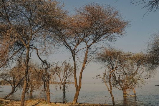 Trees along the shores of Lake Manyara National Park, Tanzania, highlighting the park’s natural lakeside habitat. Trees along the shores of Lake Manyara National Park, Tanzania, highlighting the park’s natural lakeside habitat.