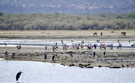 Tanzania Safari: Serengeti, Ngorongoro, Manyara and Culture