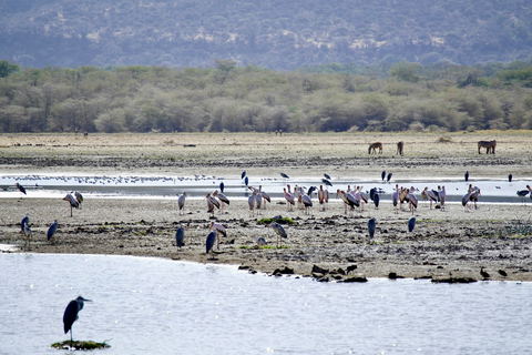A wildlife scene in Lake Manyara National Park, Tanzania, featuring native birds and wild animals within the park’s diverse natural landscape. The image represents the rich biodiversity of Lake Manyara, a safari destination known for its forest habitats, birdlife and varied wildlife.