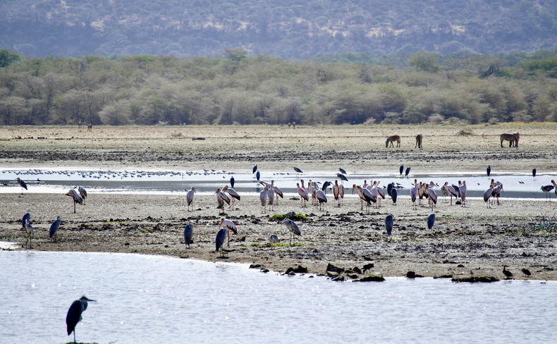 A wildlife scene in Lake Manyara National Park, Tanzania, featuring native birds and wild animals within the park’s diverse natural landscape. The image represents the rich biodiversity of Lake Manyara, a safari destination known for its forest habitats, birdlife and varied wildlife. A wildlife scene in Lake Manyara National Park, Tanzania, featuring native birds and wild animals within the park’s diverse natural landscape. The image represents the rich biodiversity of Lake Manyara, a safari destination known for its forest habitats, birdlife and varied wildlife.