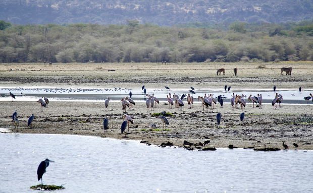 A wildlife scene in Lake Manyara National Park, Tanzania, featuring native birds and wild animals within the park’s diverse natural landscape. The image represents the rich biodiversity of Lake Manyara, a safari destination known for its forest habitats, birdlife and varied wildlife. A wildlife scene in Lake Manyara National Park, Tanzania, featuring native birds and wild animals within the park’s diverse natural landscape. The image represents the rich biodiversity of Lake Manyara, a safari destination known for its forest habitats, birdlife and varied wildlife.