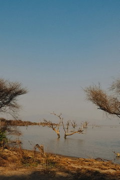 Lakeshore trees at Lake Manyara, Tanzania, surrounded by the park’s diverse natural landscape. Lakeshore trees at Lake Manyara, Tanzania, surrounded by the park’s diverse natural landscape.