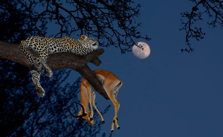 Tanzania Big Cat Safari | Lions, Leopards and Cheetahs Tour