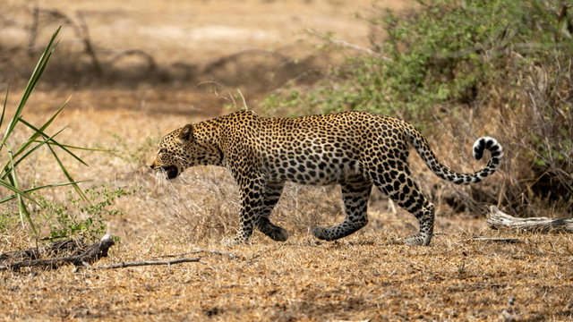 A leopard moves through dry bush near the woodland edge. During the calving season, leopards work the Ndutu woodland belt and the kopjes. They are less visible than lions or cheetahs on the open plains, but no less present. They hunt alone and at close range, and a sighting like this one is often over before the herd has noticed. Serengeti National Park. Spotted hyenas and a vulture feed on the Serengeti plains. A leopard moves through dry bush near the woodland edge. During the calving season, leopards work the Ndutu woodland belt and the kopjes. They are less visible than lions or cheetahs on the open plains, but no less present. They hunt alone and at close range, and a sighting like this one is often over before the herd has noticed. Serengeti National Park. Spotted hyenas and a vulture feed on the Serengeti plains.