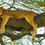 Lions in Tanzania: Understanding Manes, Prides, and Where to Find Them