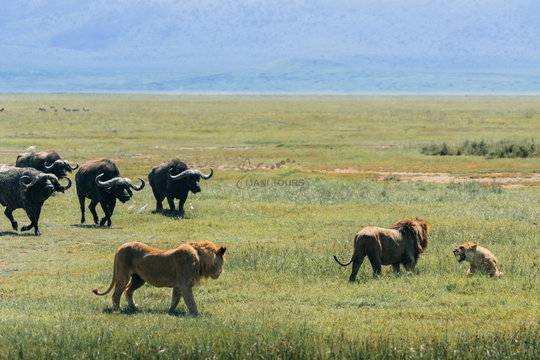 A pride of lions stalks a herd of buffalo in Ngorongoro, Tanzania. The encounter captures the tension between predator and prey on a Kijani Tours wildlife safari.
