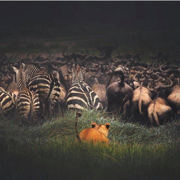 A lioness lies low in the grass as wildebeest and zebra move past, unaware. During the calving season, predators do not need to chase the herd; it comes to them. Southern Serengeti, Tanzania. A lioness lies low in the grass as wildebeest and zebra move past, unaware. During the calving season, predators do not need to chase the herd; it comes to them. Southern Serengeti, Tanzania.