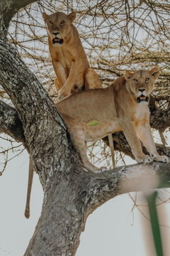 Lionesses rest together in a tree during a Kijani Tours safari in Tanzania, showing a quieter side of life within a lion pride after periods of hunting and movement.