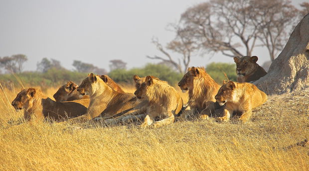 Tanzania Lion`s Paradise of the World 